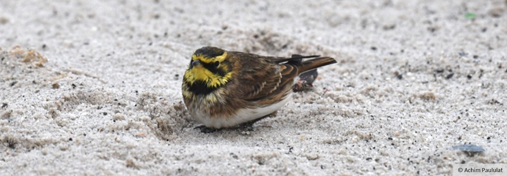 Ein Vogel mit braunem Gefieder und gelber Kehle sowie gelbem Streifen über den Augen sitzt im Sand.